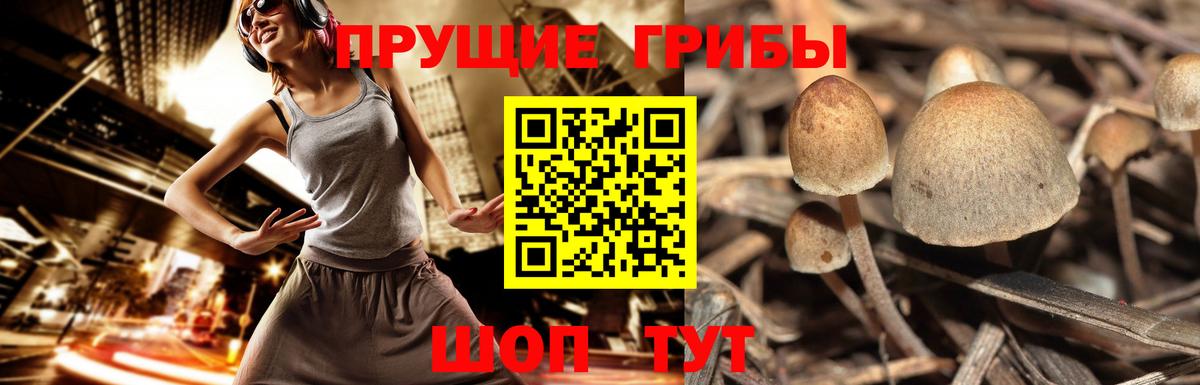 Псилоцибиновые грибы Cubensis  Вход с VPN  Чита  Галлюциногенные грибы ЛСД 